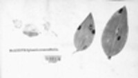 Phyllosticta cruenta image